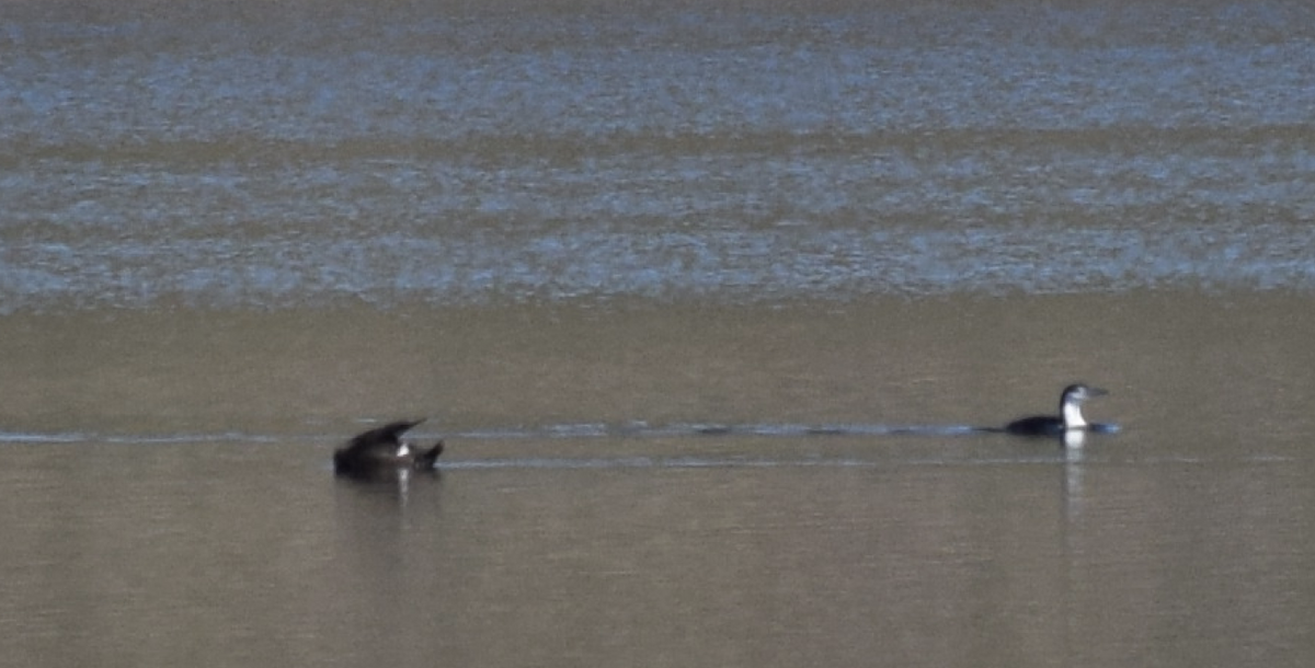 Common Loon - ML86077561