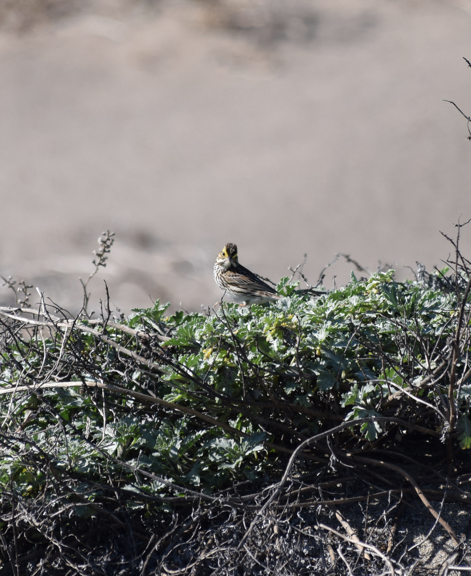 Savannah Sparrow - ML86077591