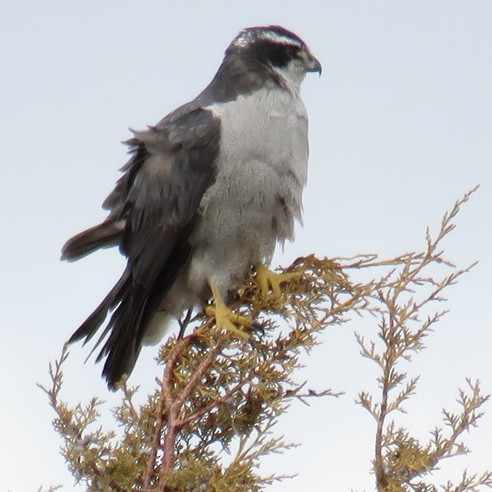 American Goshawk - ML86077931