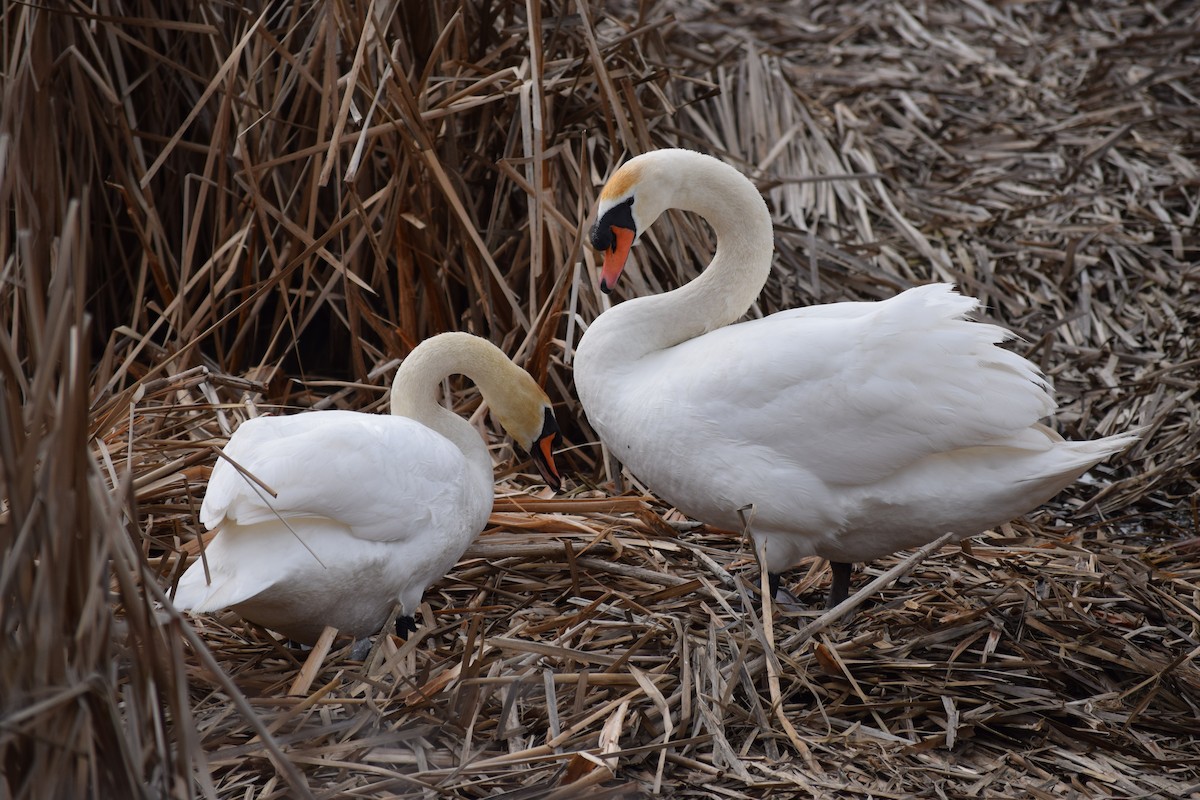 Cygne tuberculé - ML86078011