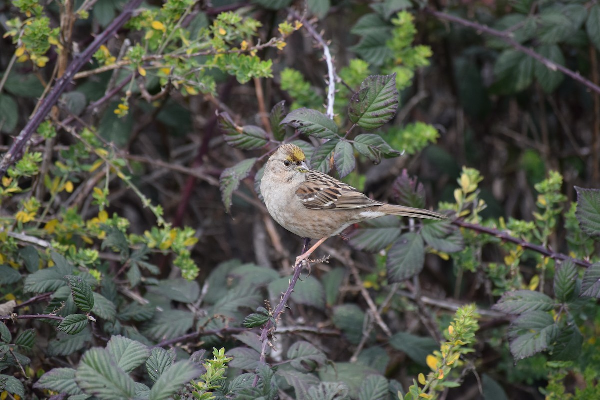 Bruant à couronne dorée - ML86078071