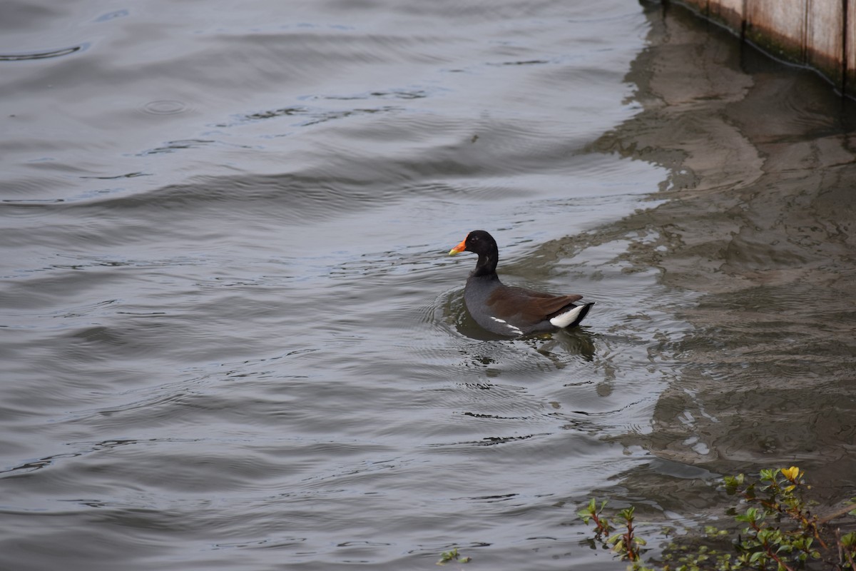 Gallinule d'Amérique - ML86078101