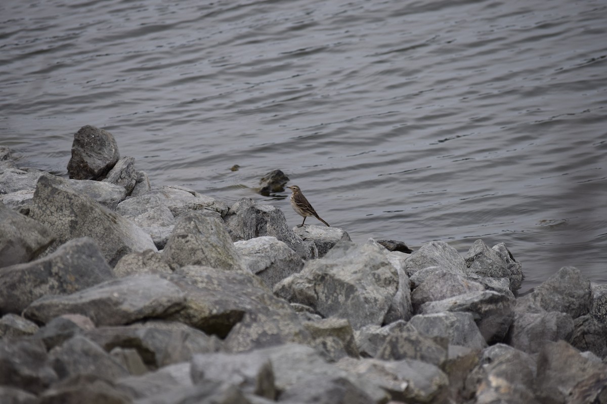 American Pipit - ML86078121