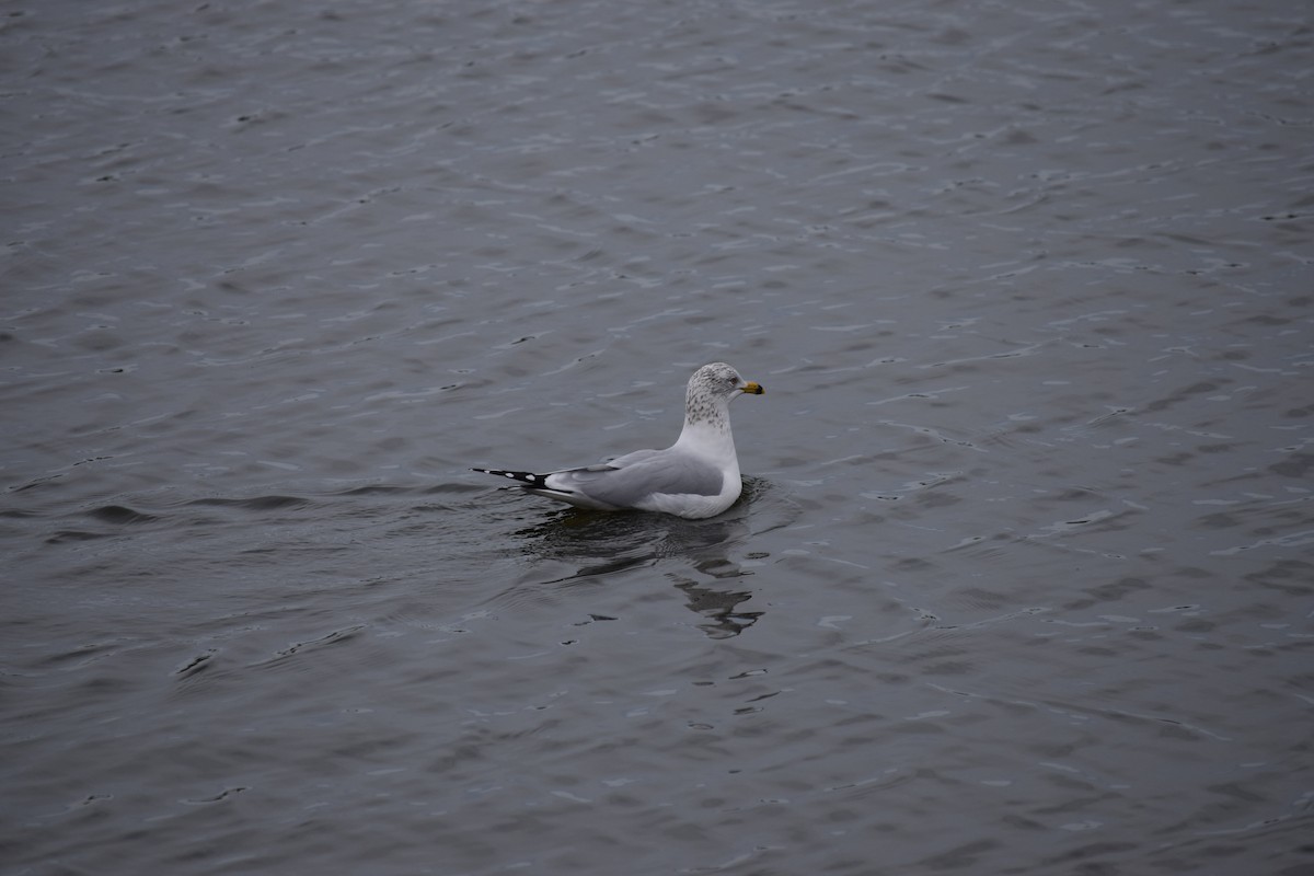 Ring-billed Gull - ML86078141