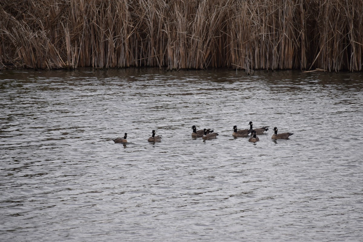 Cackling Goose - Galen Groff