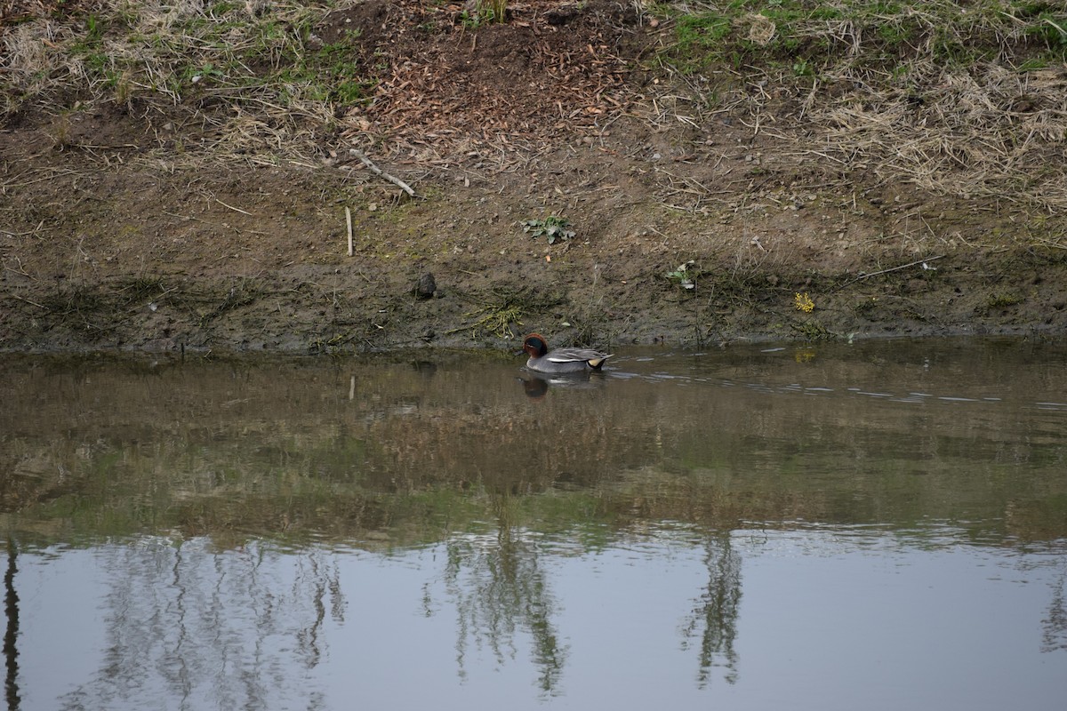 Green-winged Teal (Eurasian) - Galen Groff