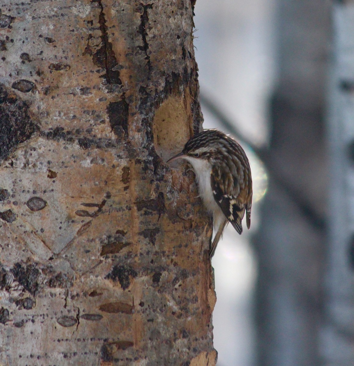 Brown Creeper - ML86078481