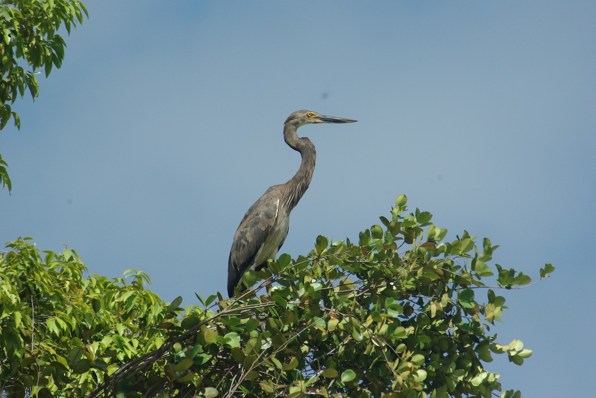 Great-billed Heron - ML86079121