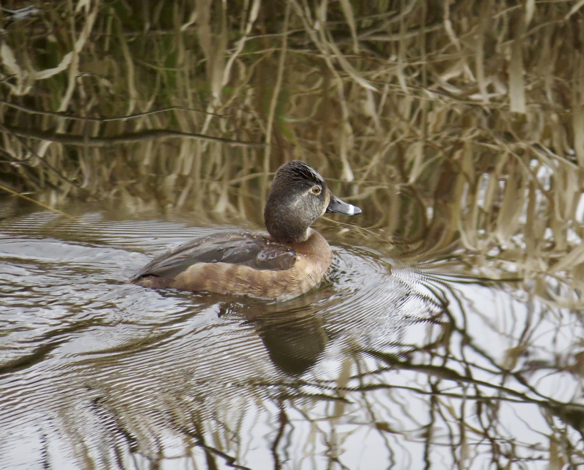 Ring-necked Duck - Hilary Maguire