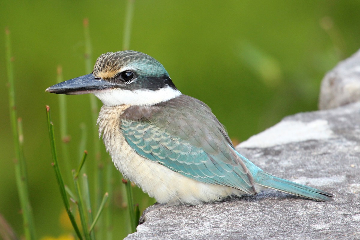 Sacred Kingfisher (Australasian) - Ray Turnbull