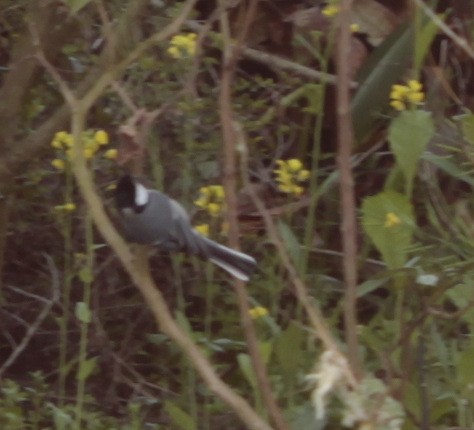 Cinereous Tit - ML86081811