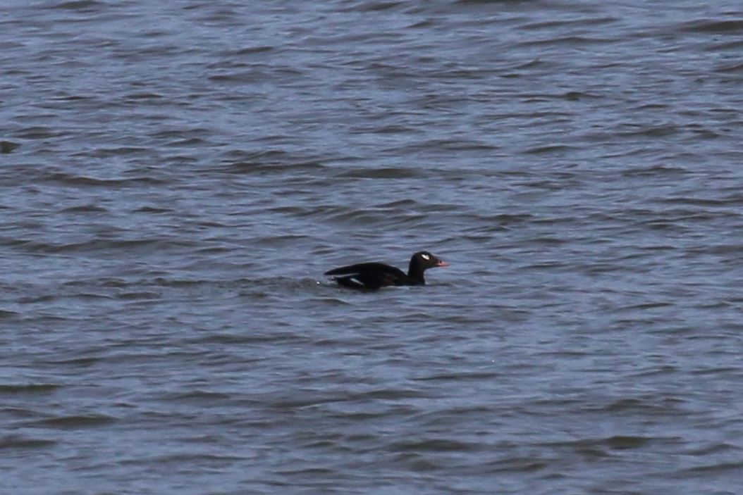 White-winged Scoter - Henry Burton