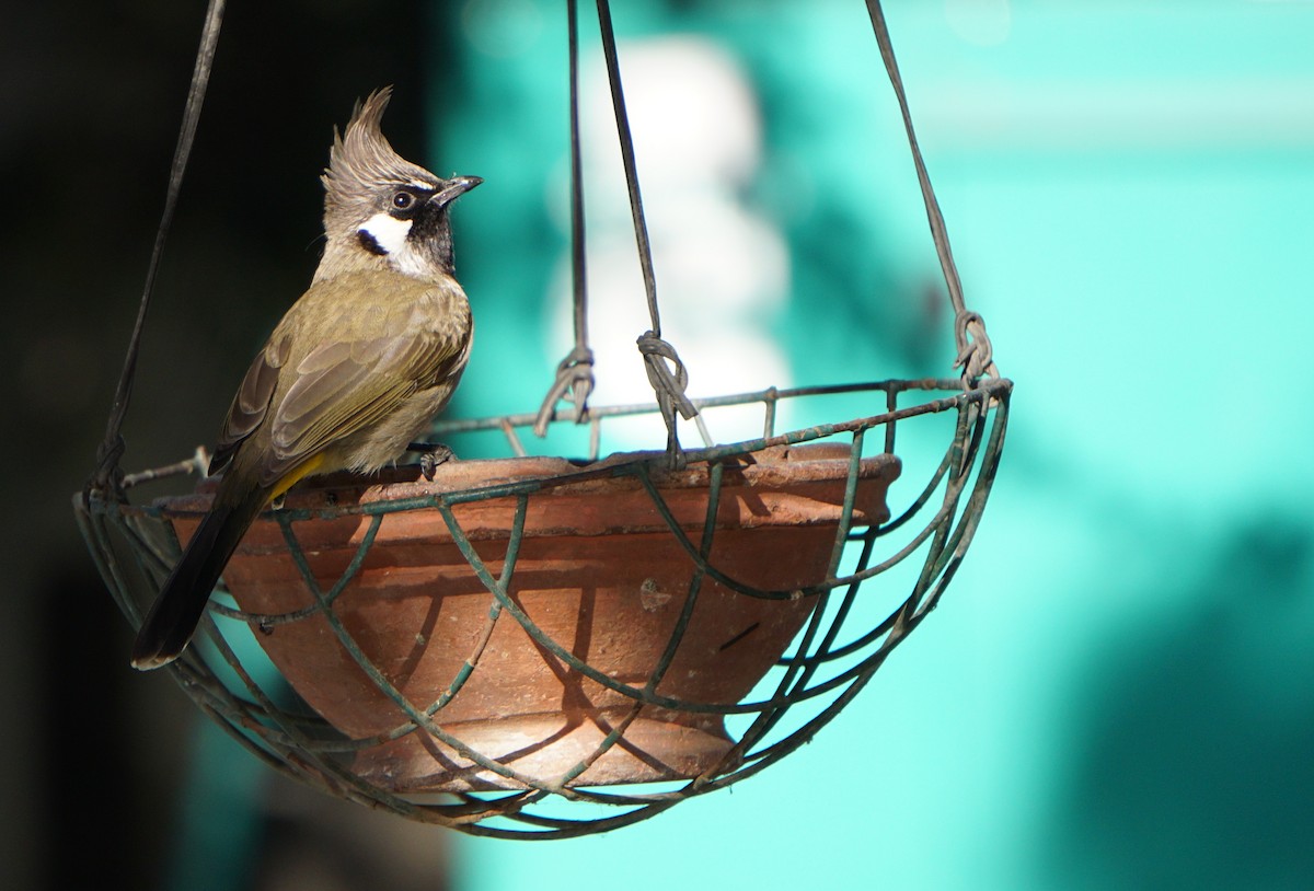 Himalayan Bulbul - VIPIN vipin