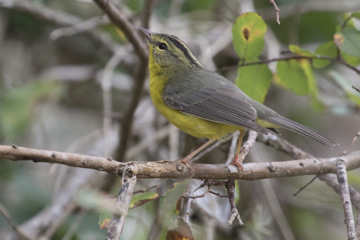 Golden-crowned Warbler - ML86083251