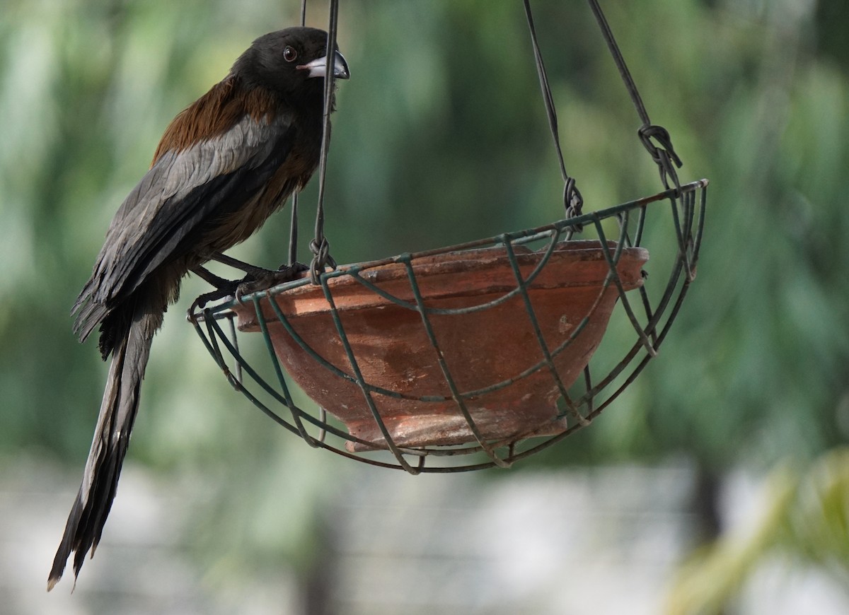 Rufous Treepie - ML86083261