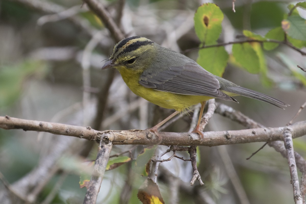 Paruline à couronne dorée - ML86083271