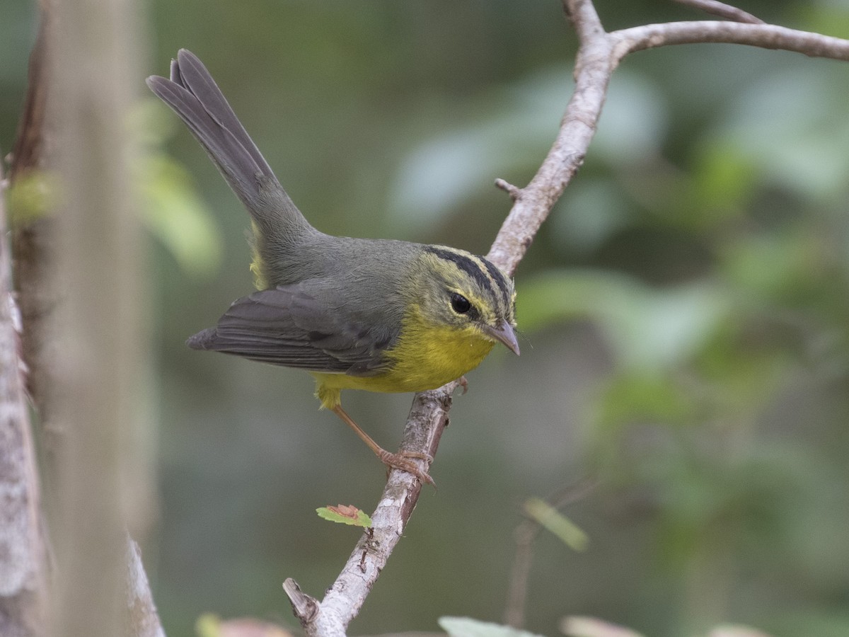 Golden-crowned Warbler - ML86083301