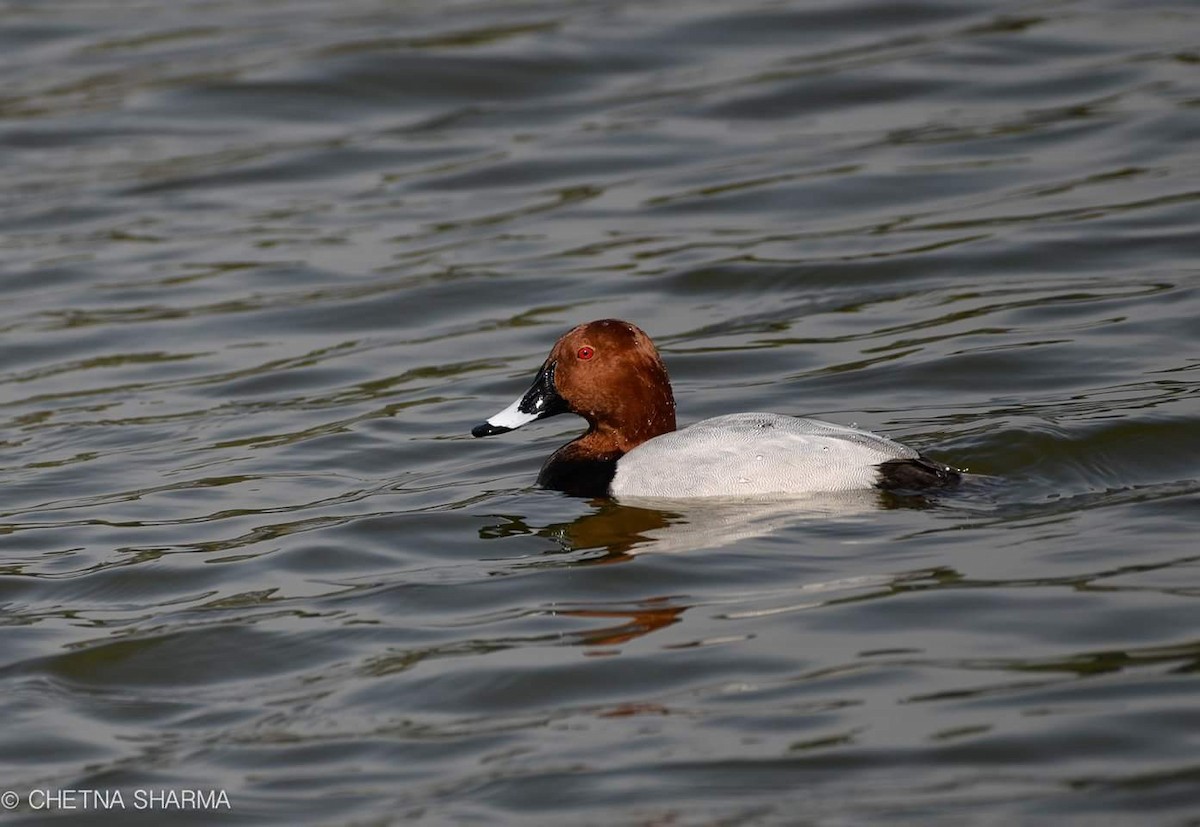 Common Pochard - ML86083741