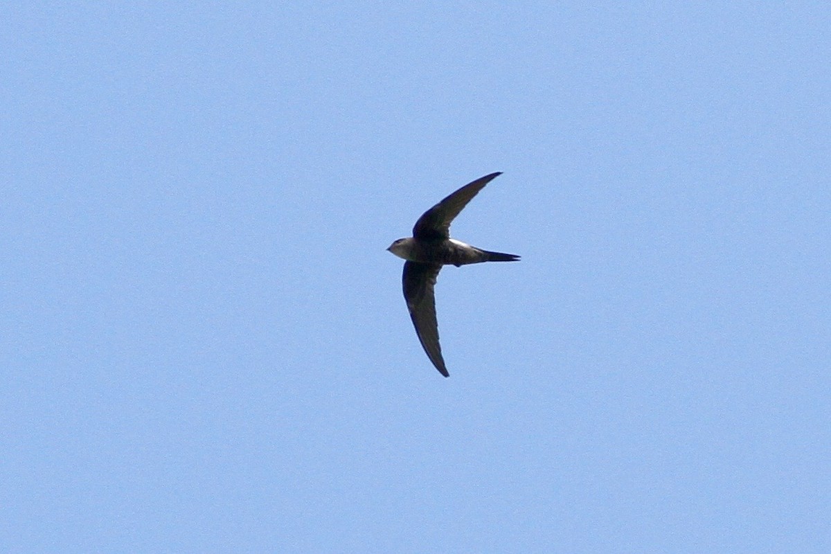 Pacific Swift - Chris Wiley