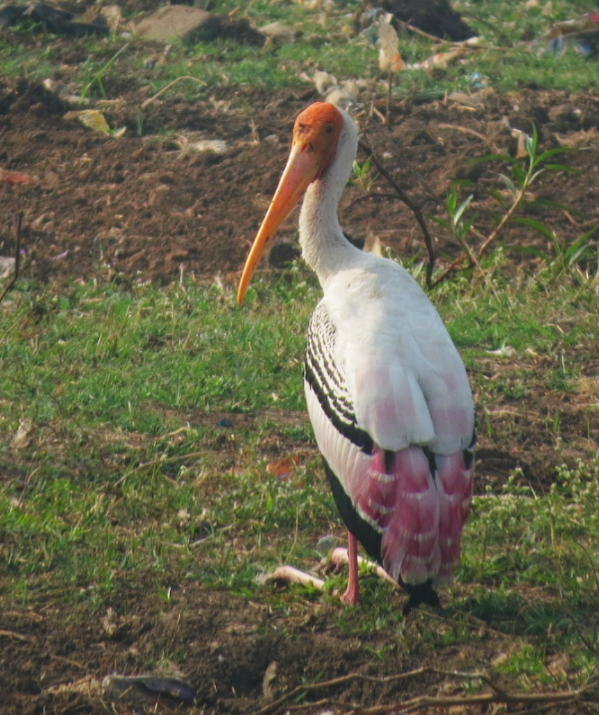 Painted Stork - AVINASH SHARMA