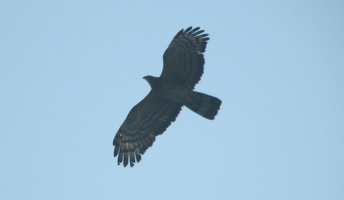 Oriental Honey-buzzard - Sita Susarla