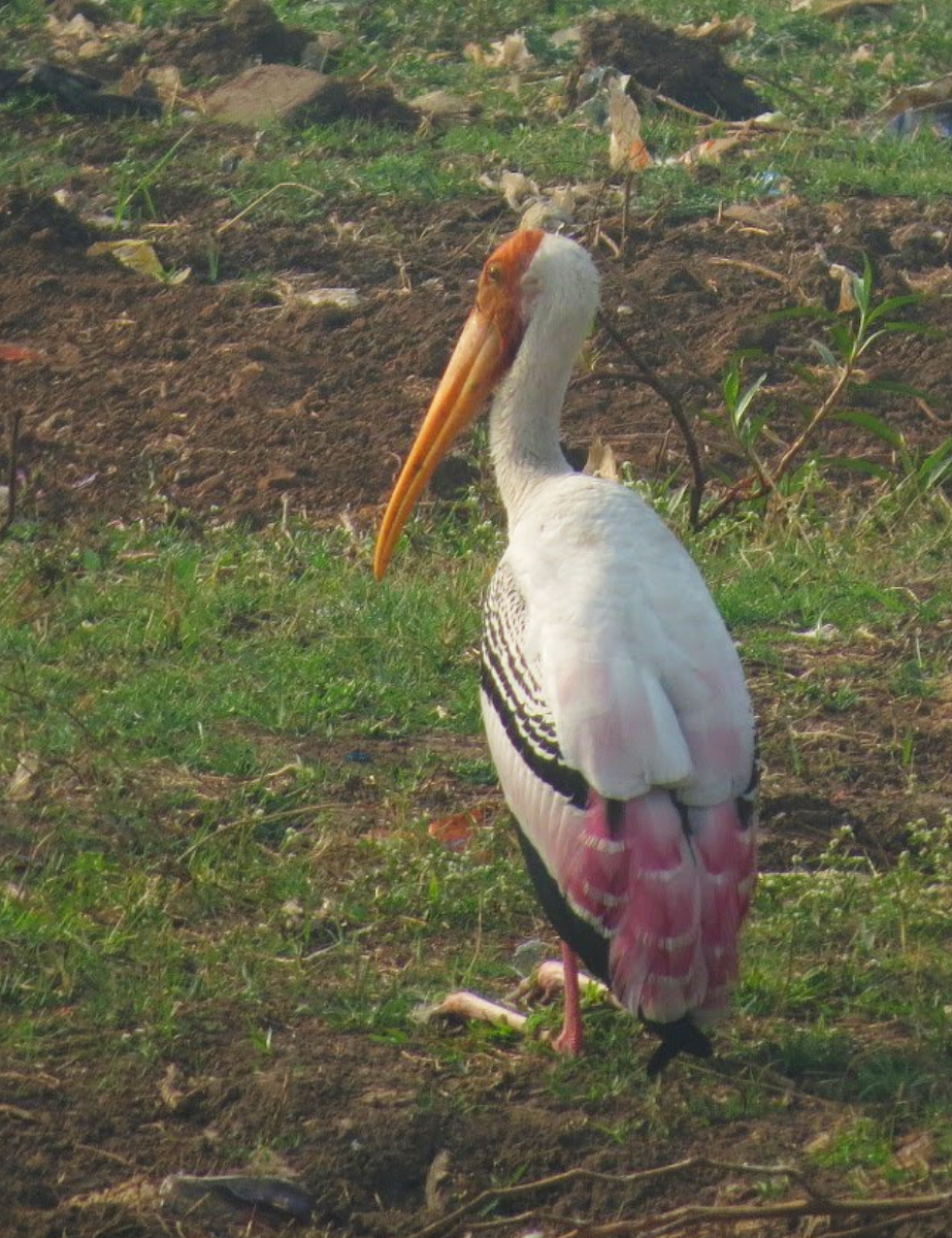 Painted Stork - AVINASH SHARMA