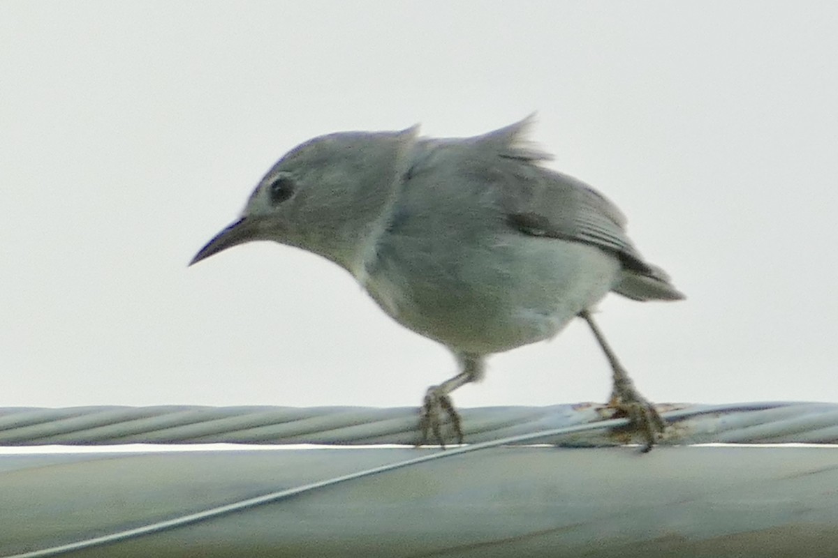 Zostérops cendré - ML86088041