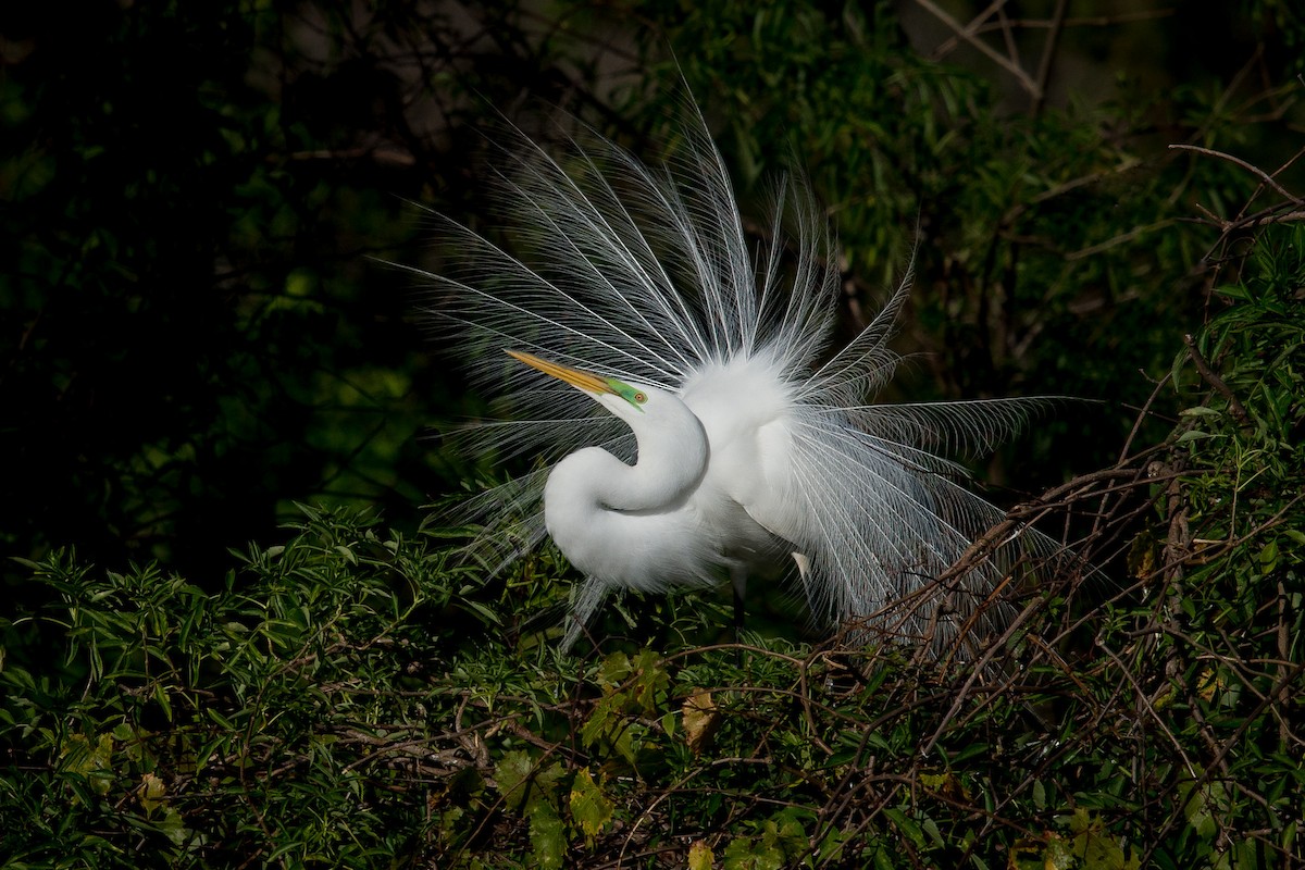 Great Egret - ML86088151