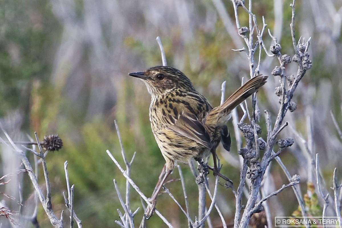 Striated Fieldwren - Roksana and Terry