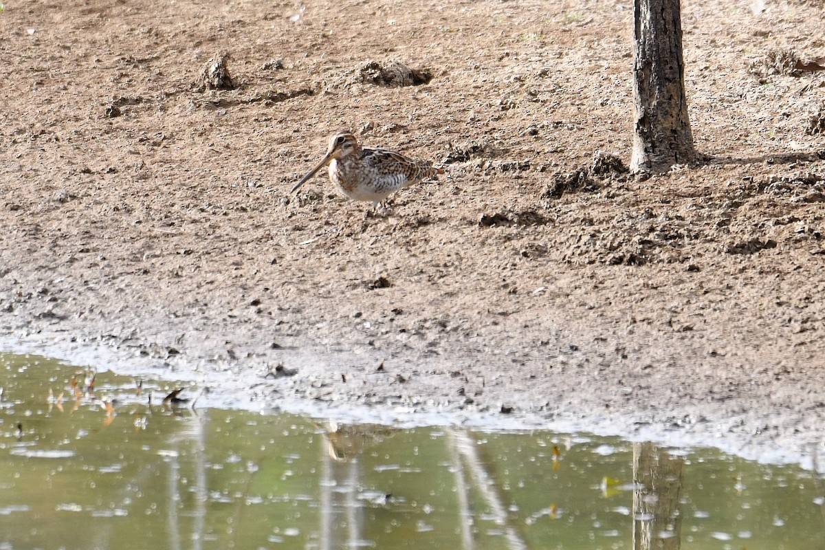 Latham's Snipe - Chris Munson