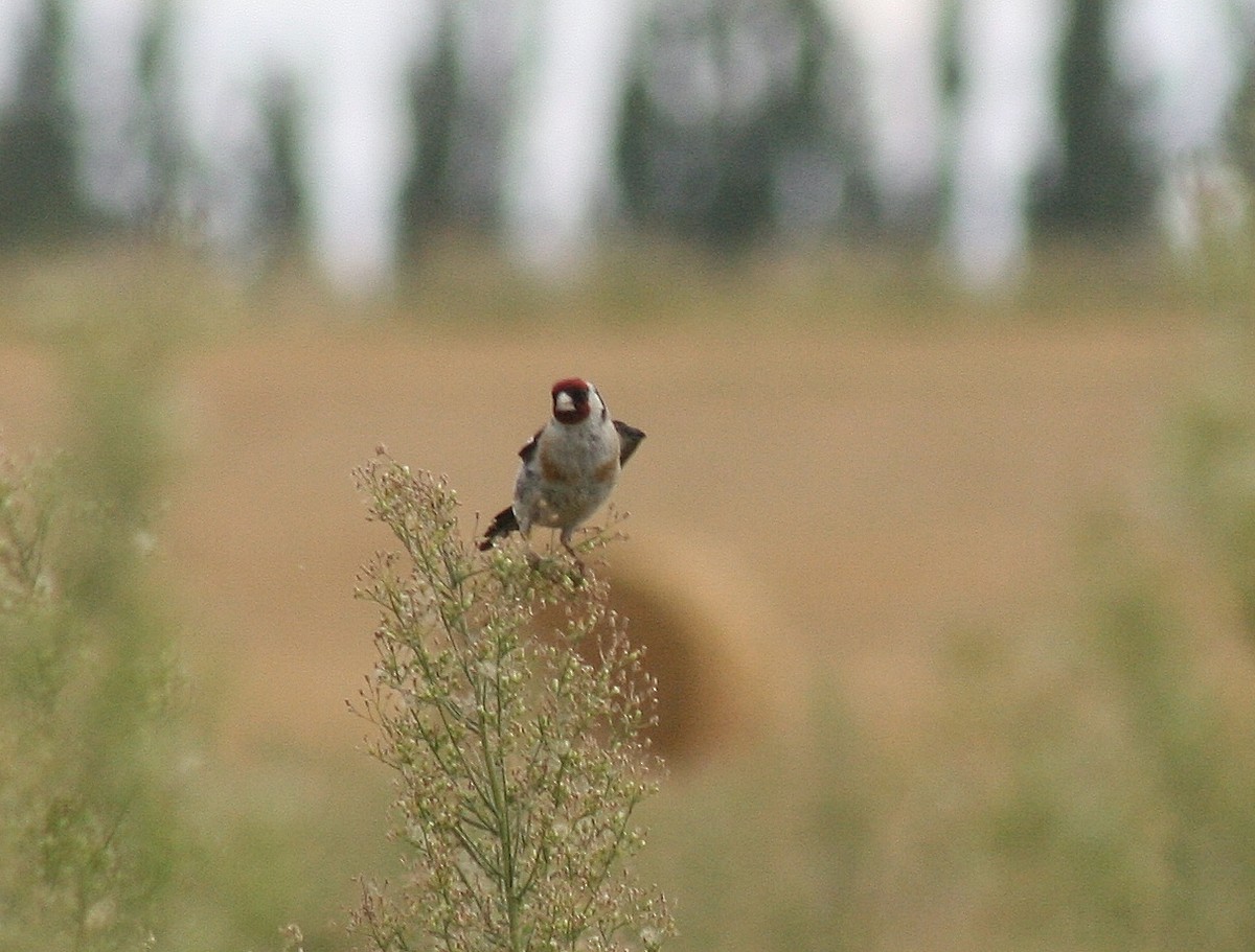 European Goldfinch - ML86089131