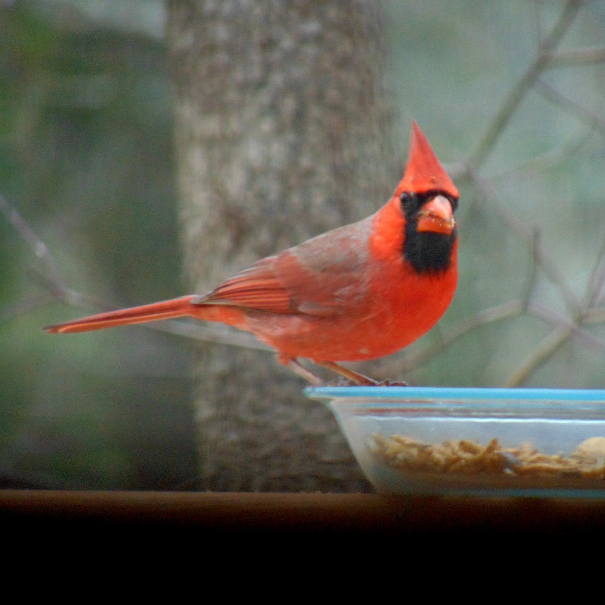 Cardinal rouge - ML86089761