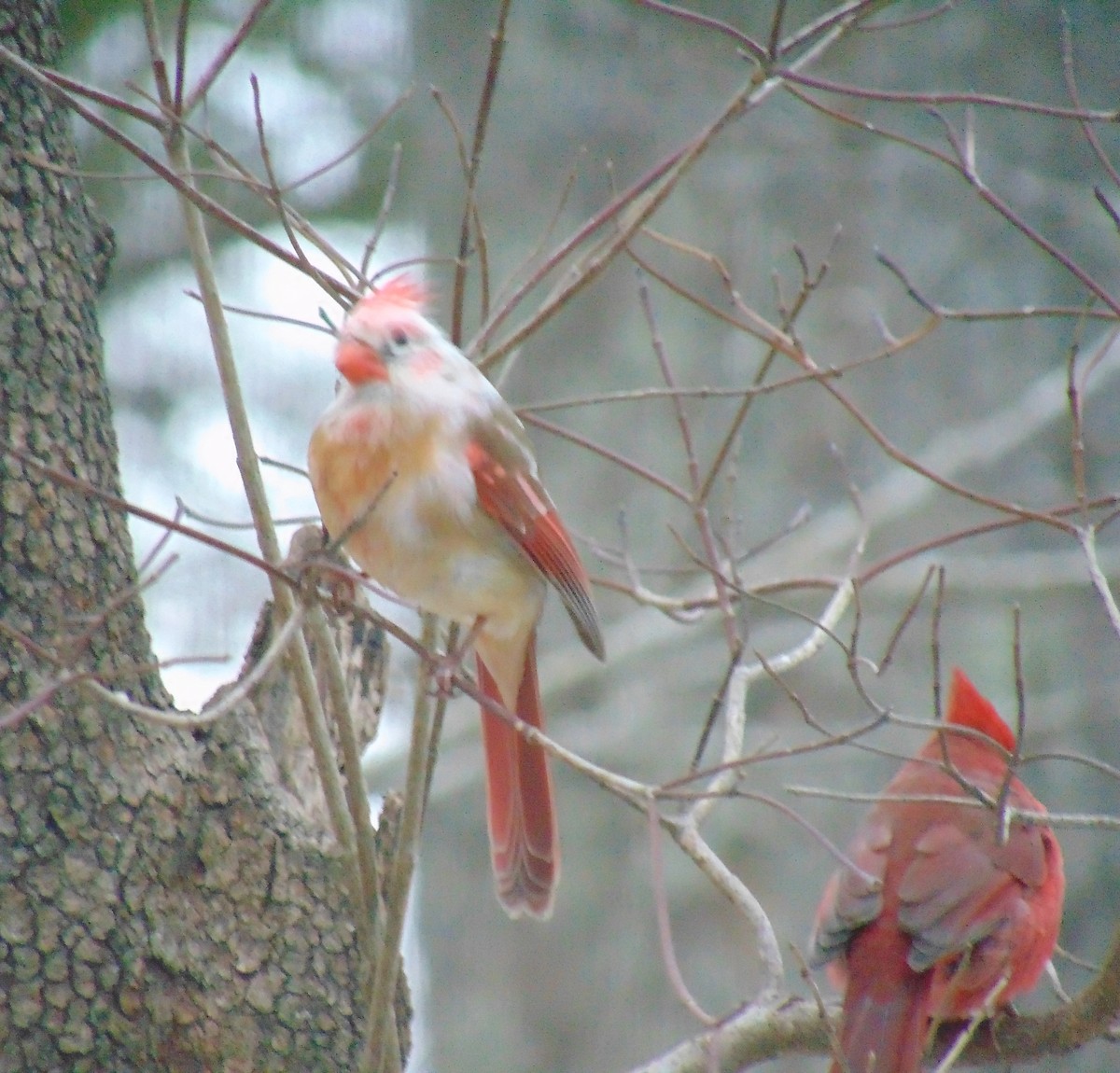 Northern Cardinal - ML86089811