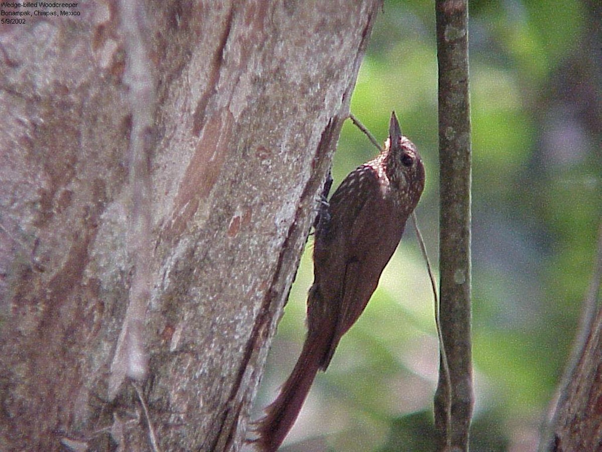 Wedge-billed Woodcreeper - ML86089961