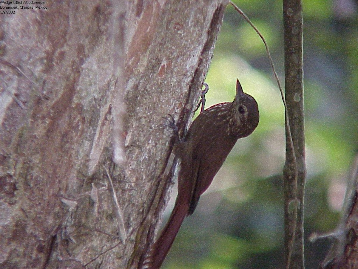 Wedge-billed Woodcreeper - ML86089971