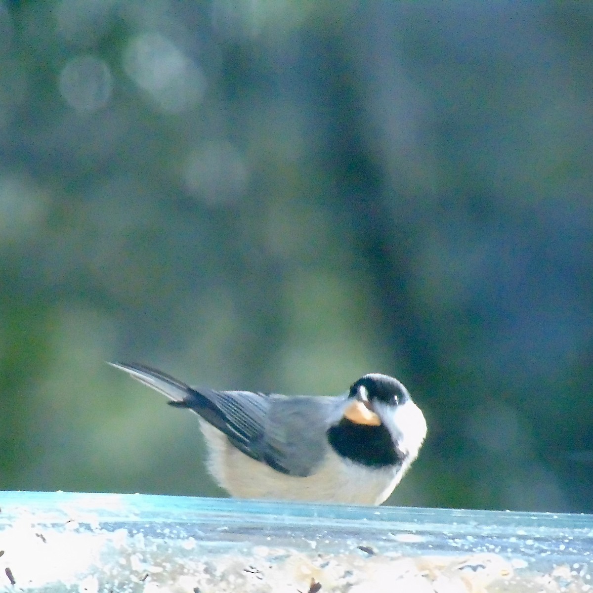 Carolina Chickadee - ML86090251