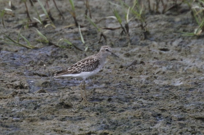 Long-toed Stint - ML86090261