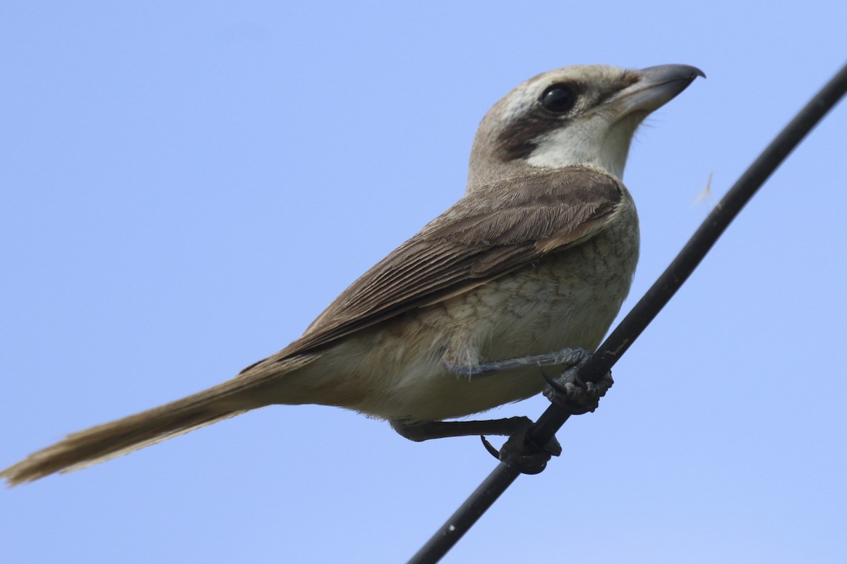 Brown Shrike - ML86090611