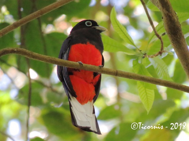 Baird's Trogon - Rafael Campos-Ramírez