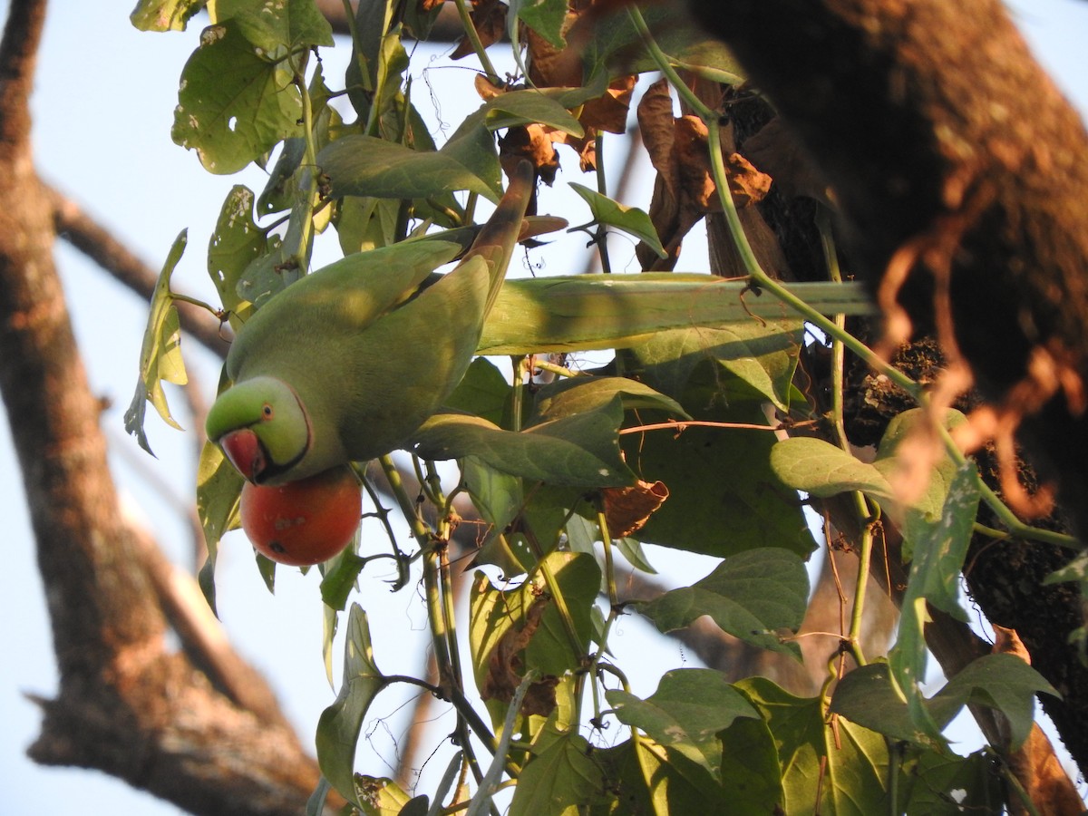 Rose-ringed Parakeet - ML86094981