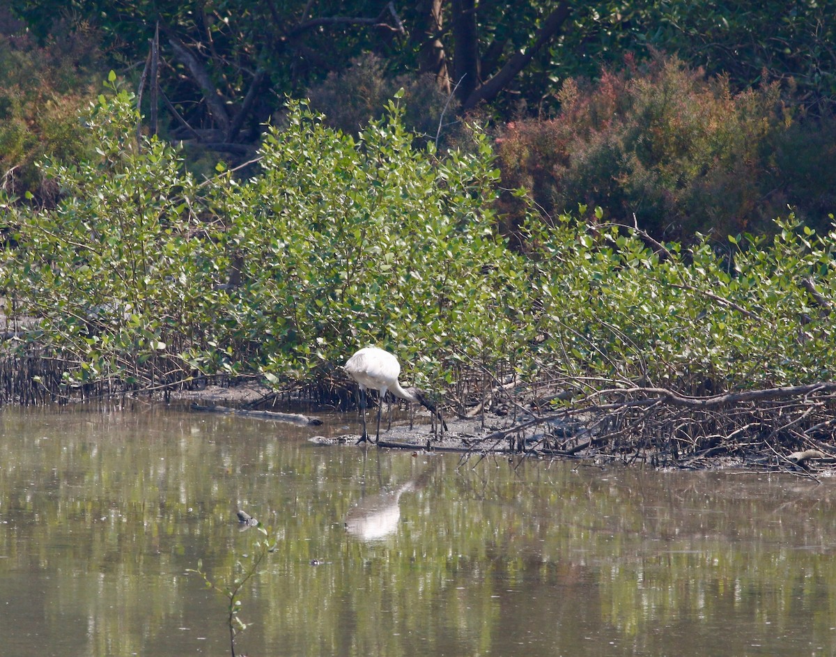 Black-headed Ibis - Edward  Brinkley