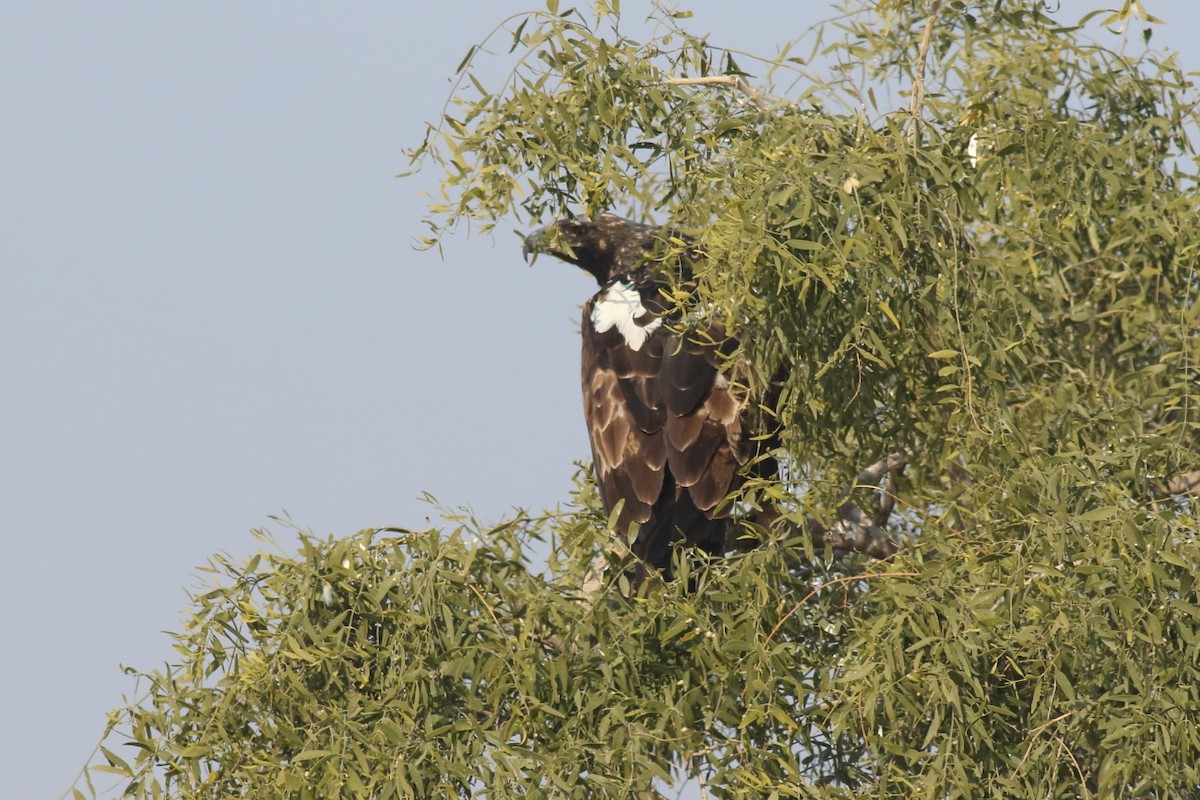 Imperial Eagle - Chinmay Rahane
