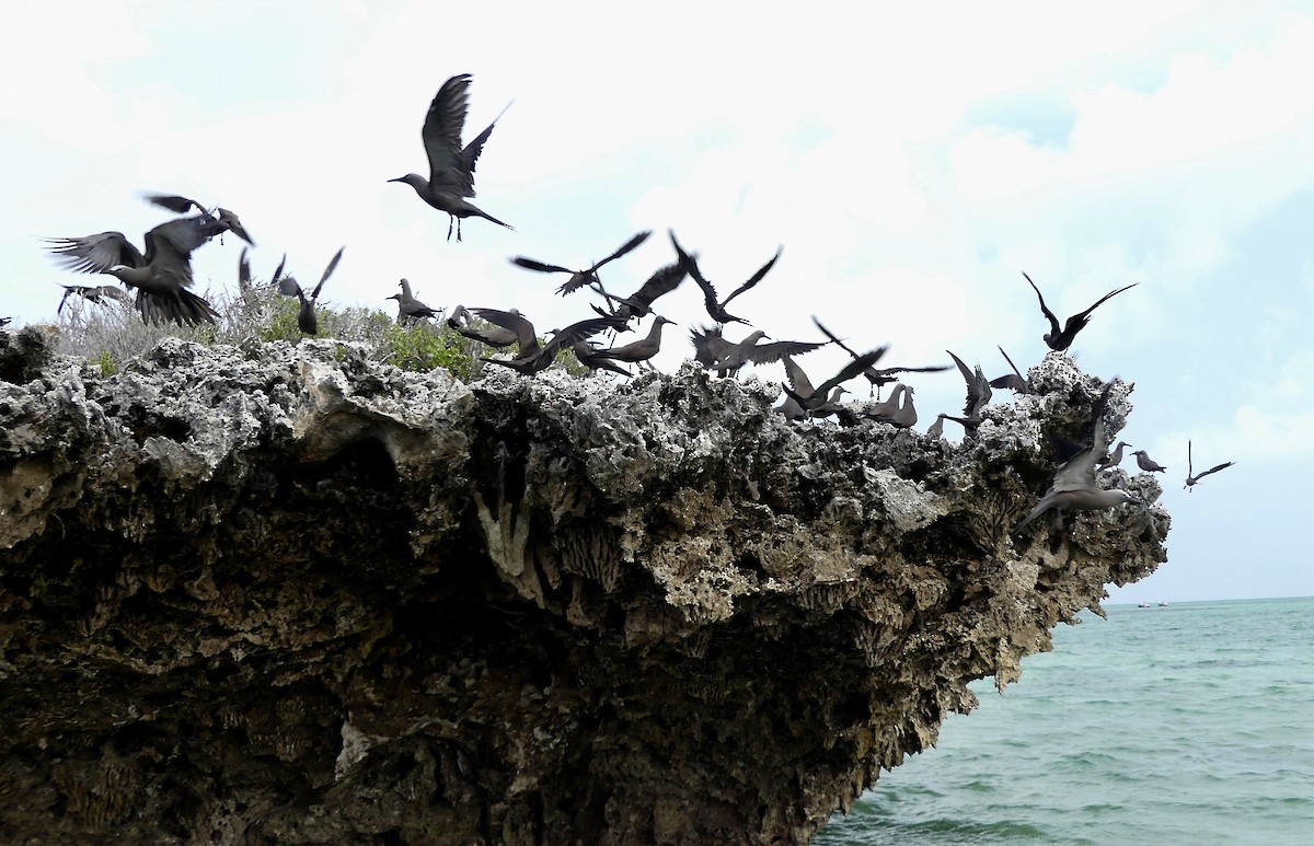 Brown Noddy - Katherine Clark