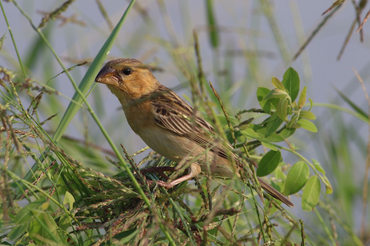 Asian Golden Weaver - ML86097561