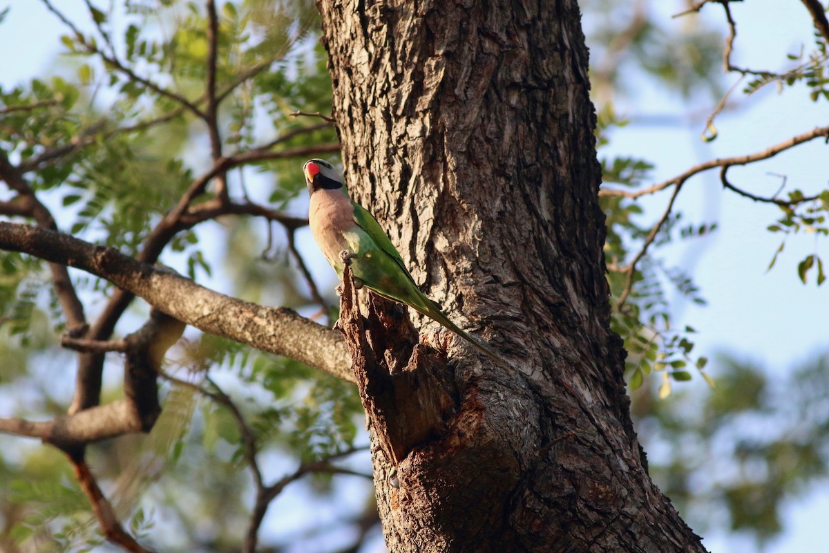 Red-breasted Parakeet - ML86097761