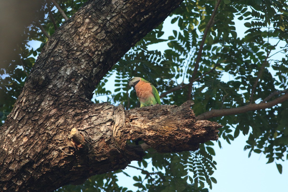 Red-breasted Parakeet - Edward  Brinkley