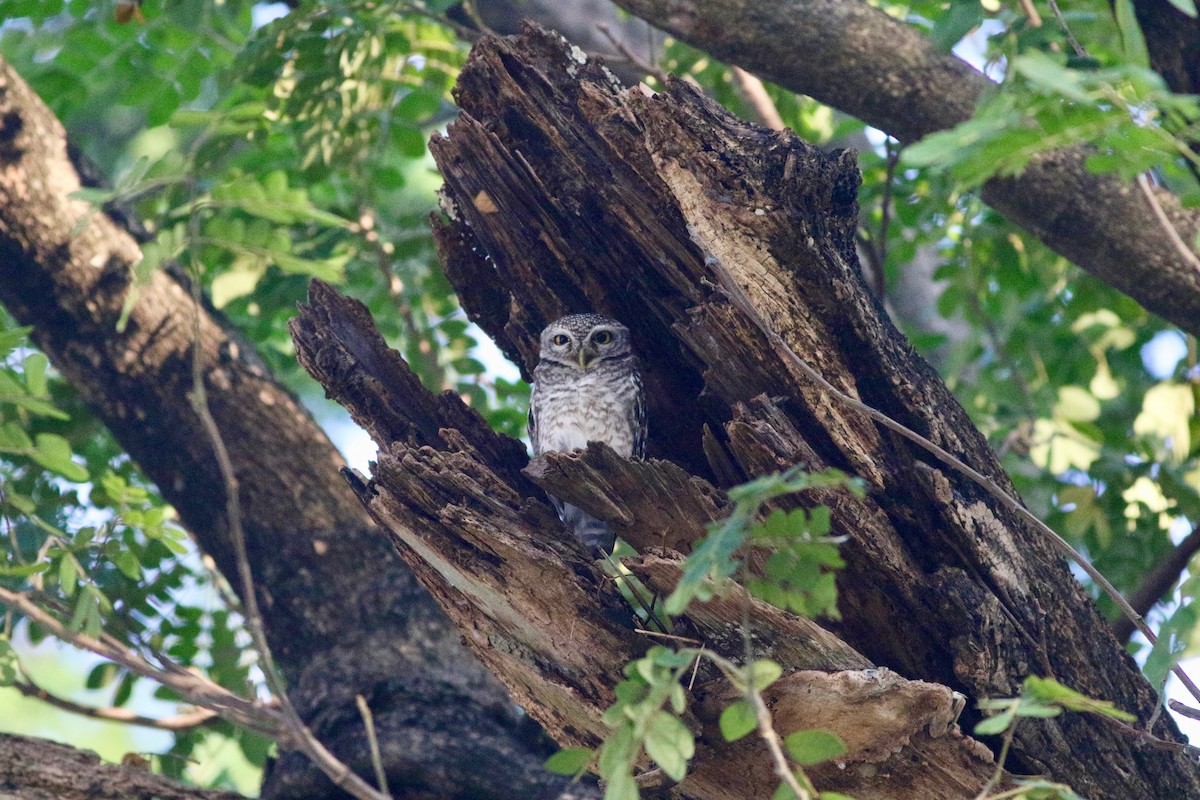 Spotted Owlet - Edward  Brinkley