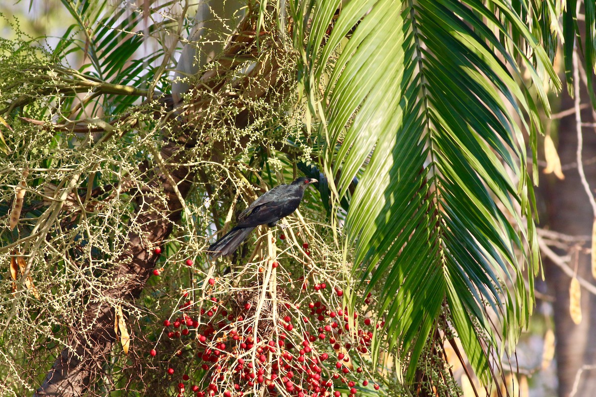 Asian Koel - ML86098131