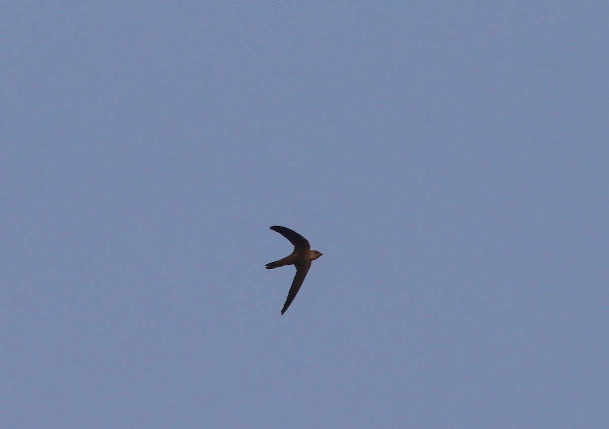 Asian Palm Swift - ML86098341