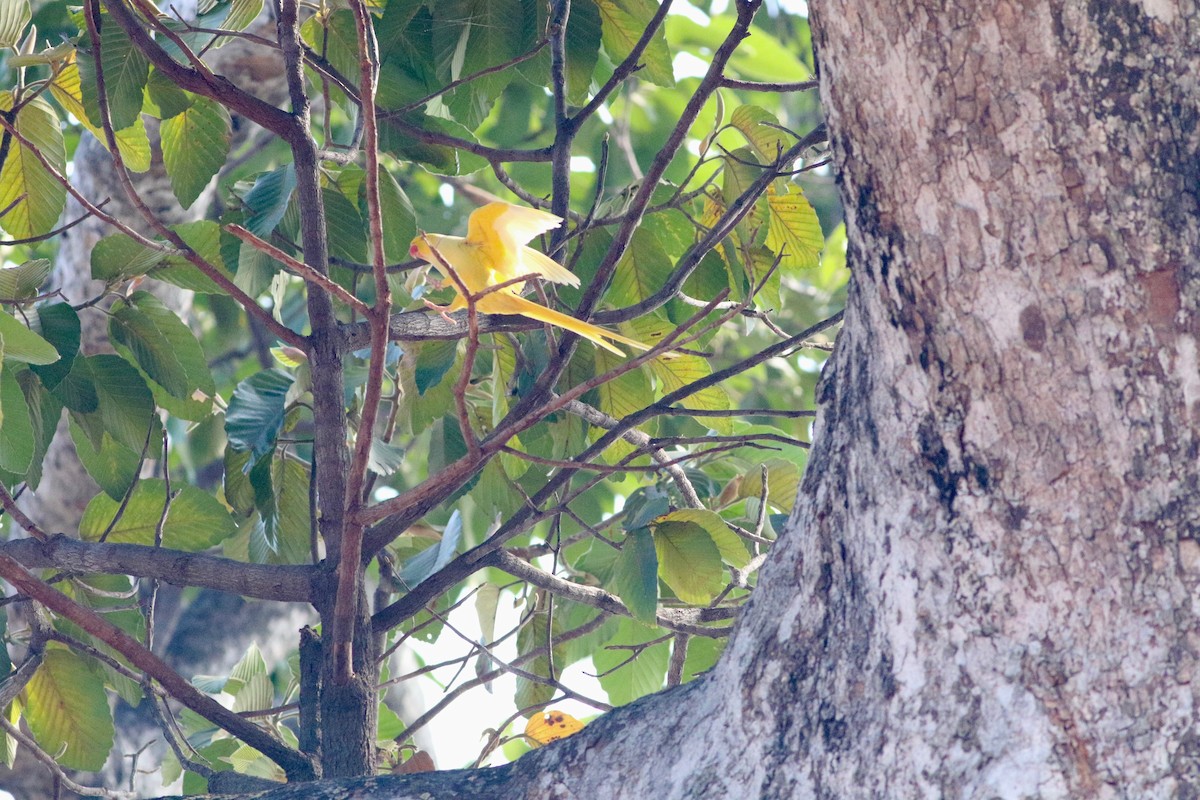 Rose-ringed Parakeet - ML86098561